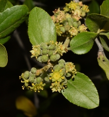 Sarcomphalus mexicanus