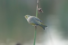 Ptilotula penicillata penicillata