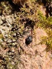 Adomerus biguttatus