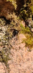 Adomerus biguttatus