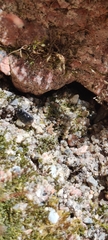 Adomerus biguttatus