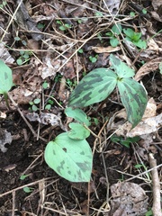 Trillium sessile
