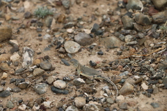 Phrynocephalus versicolor