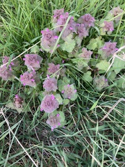 Lamium purpureum