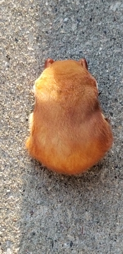 Eastern Red Bat photographed in Wisconsin