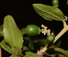 Sarcomphalus mexicanus