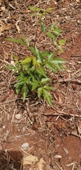 Azadirachta indica