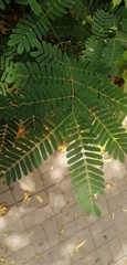 Azadirachta indica