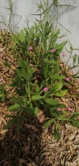 Azadirachta indica