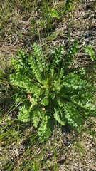 Cirsium brevistylum