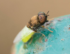 Oplodontha rubrithorax