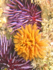 Eudistylia polymorpha