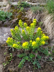 Euphorbia cyparissias