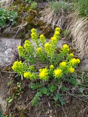 Euphorbia cyparissias