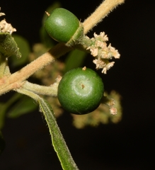 Sarcomphalus mexicanus