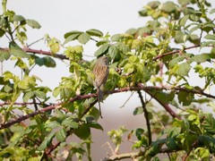 Prunella modularis
