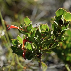 Adenanthos cuneatus