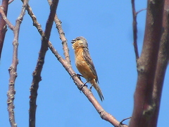 Sporophila hypoxantha