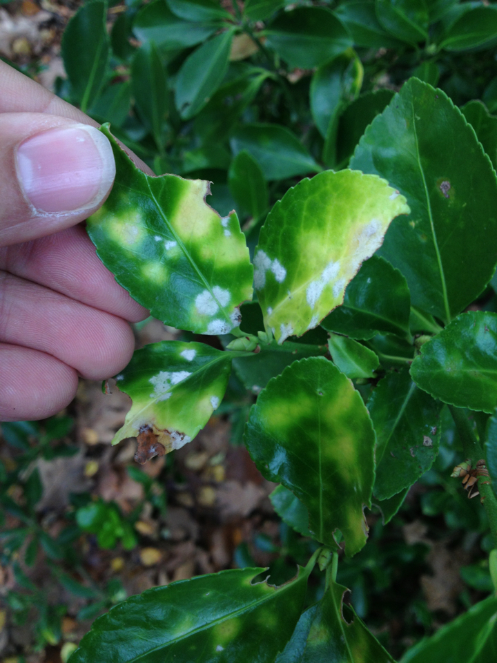 Erysiphe euonymi-japonici image
