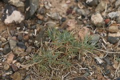 Oxytropis aciphylla