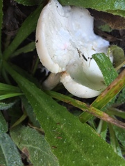 Leucoagaricus naucinus