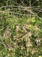 Lamium album