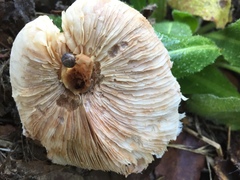 Leucoagaricus naucinus