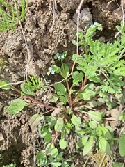 Trigonotis peduncularis