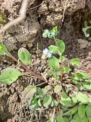 Trigonotis peduncularis