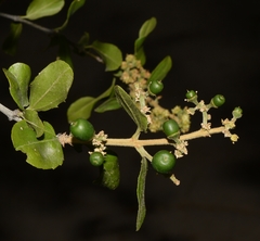 Sarcomphalus mexicanus