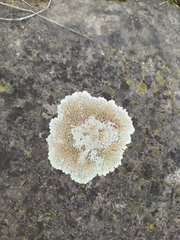 Protoparmeliopsis muralis