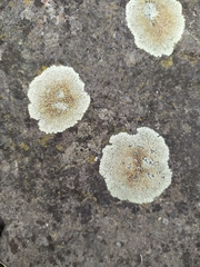 Protoparmeliopsis muralis