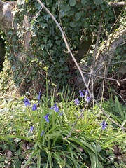 Hyacinthoides