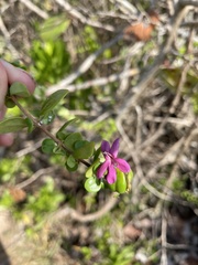 Oplonia spinosa