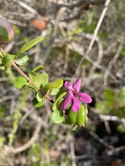 Oplonia spinosa