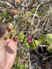 Oplonia spinosa