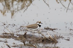 Charadrius dubius