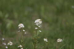 Lysimachia candida