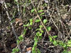 Oplonia spinosa
