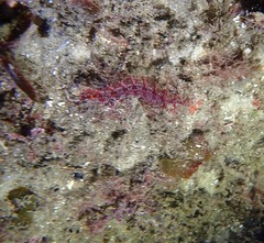 Heteroclinus roseus