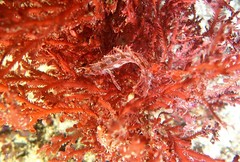 Heteroclinus roseus