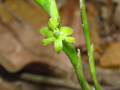 Epidendrum cardiophorum