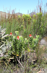 Leucospermum erubescens