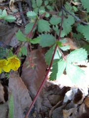 Potentilla fragarioides