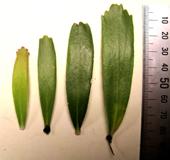 Leucospermum erubescens