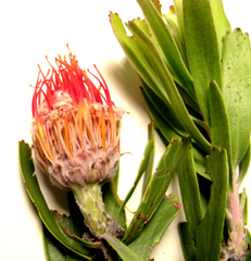 Leucospermum erubescens