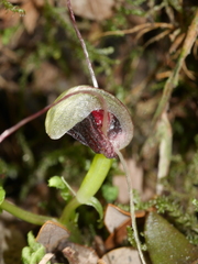 Corybas vitreus