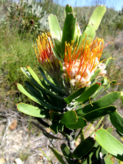 Leucospermum erubescens