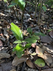 Ottoschulzia rhodoxylon