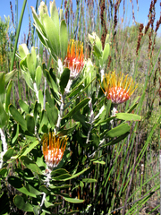 Leucospermum erubescens